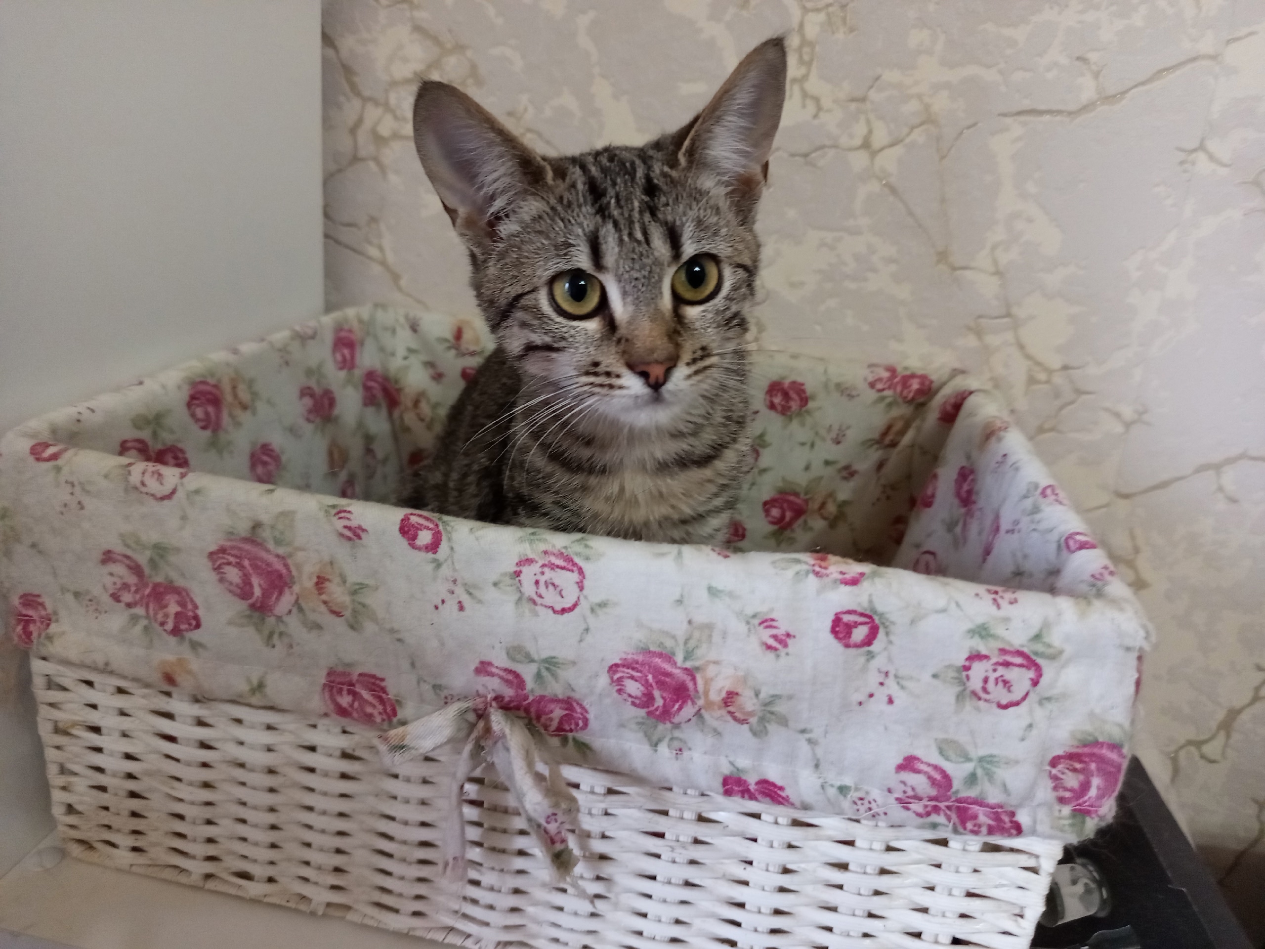 Два хвостатых друга ищут дом (1)