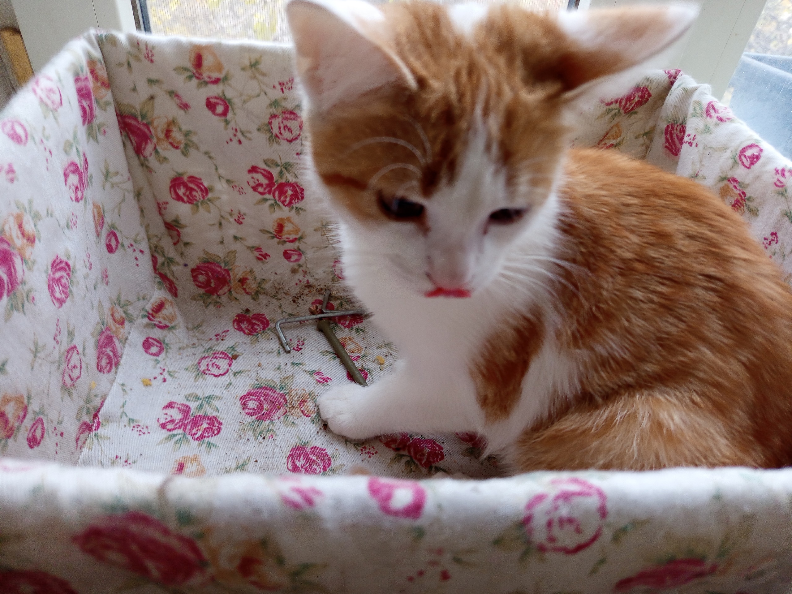 Два хвостатых друга ищут дом