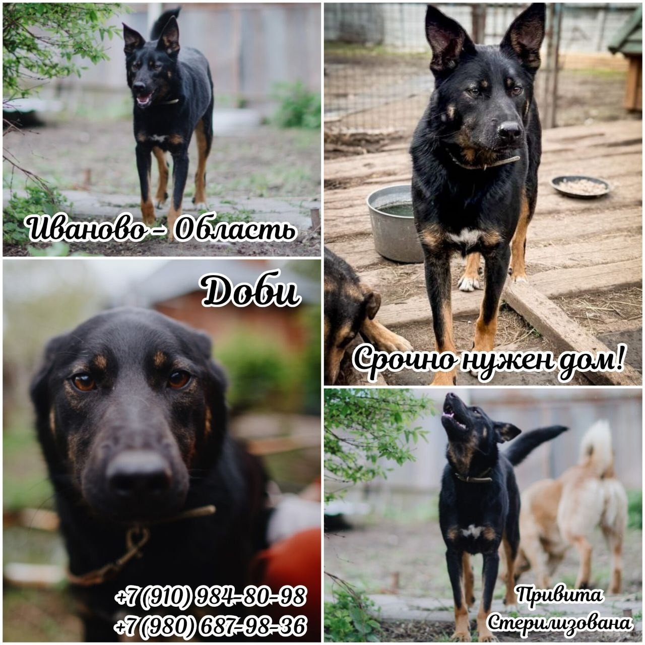 Сообразительная, умная и нежная собака