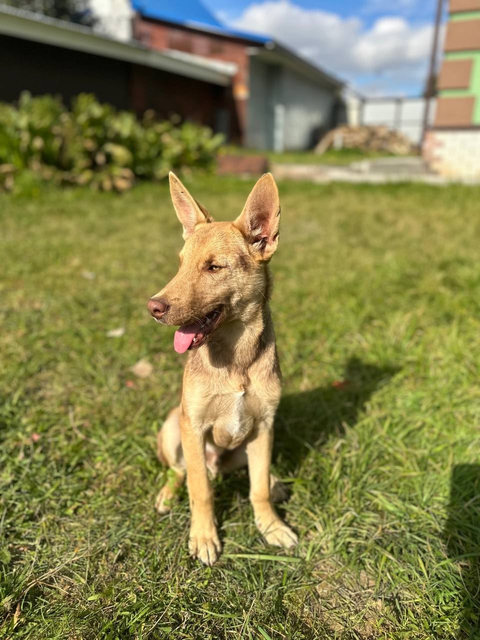 Курт: щенок-подросток ищет дом Курт (2)