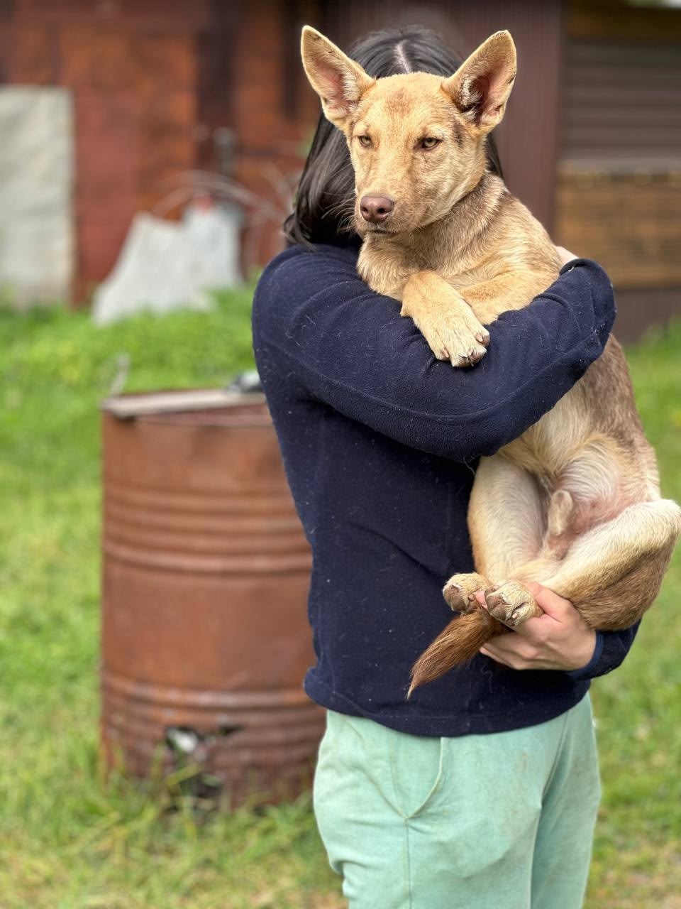 Курт: щенок-подросток ищет дом Курт (8)