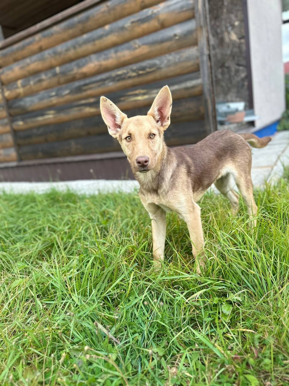 Курт: щенок-подросток ищет дом Курт (3)