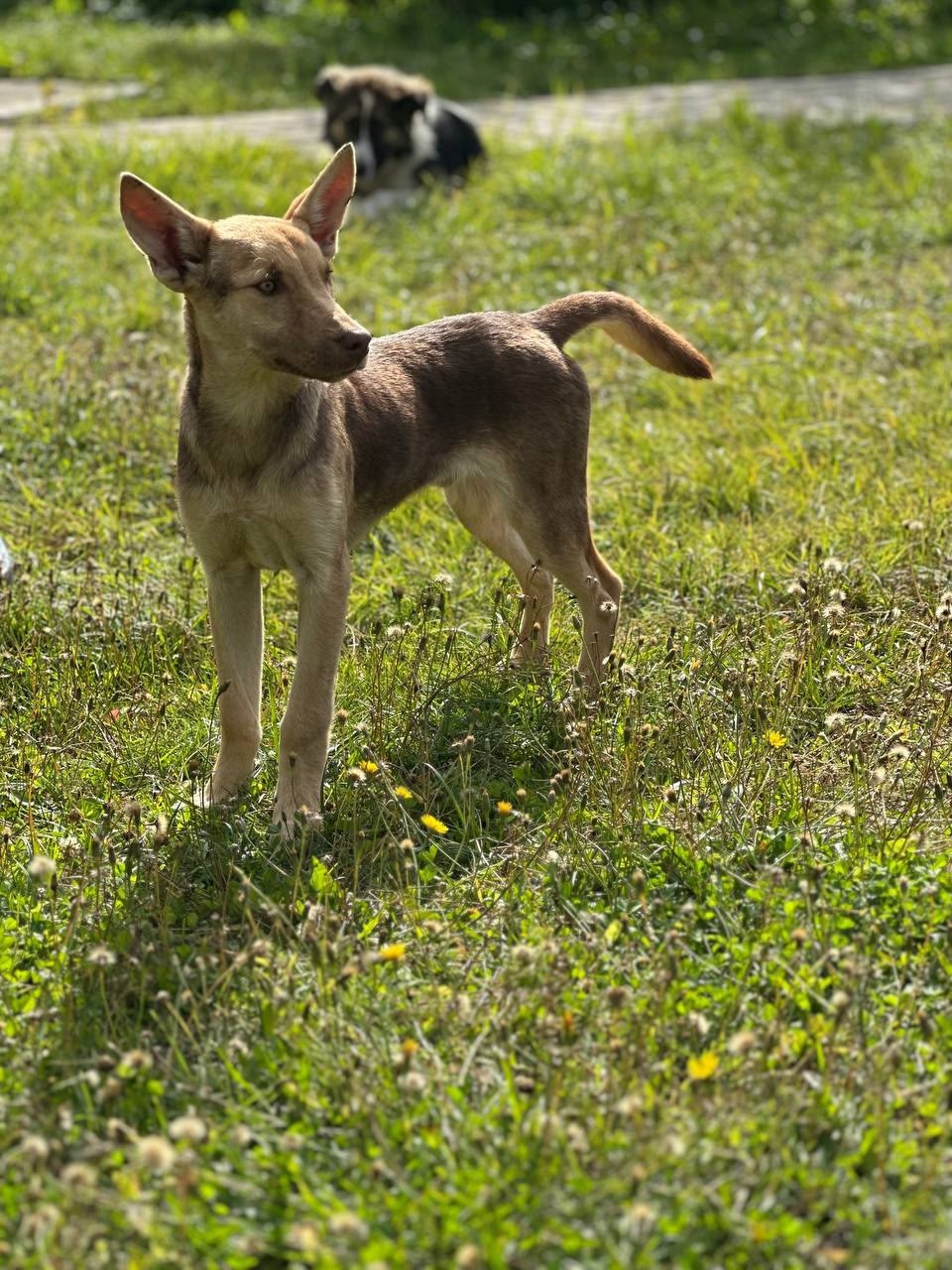 Курт: щенок-подросток ищет дом Курт (5)