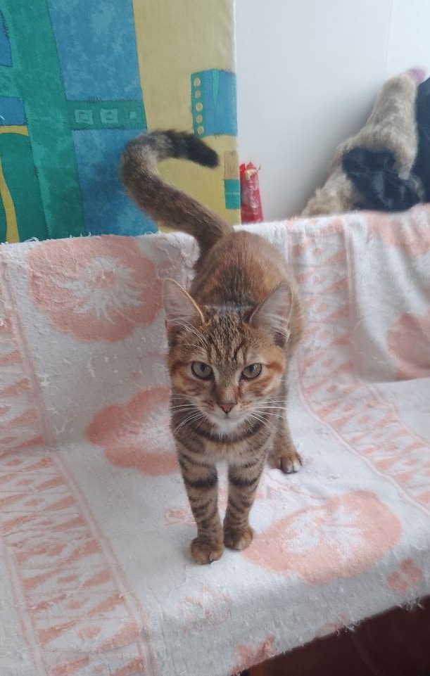 Ответственная семья для котенка в (1)