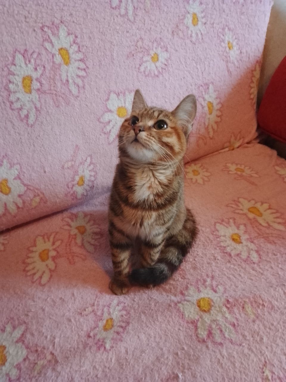 Ответственная семья для котенка в (2)