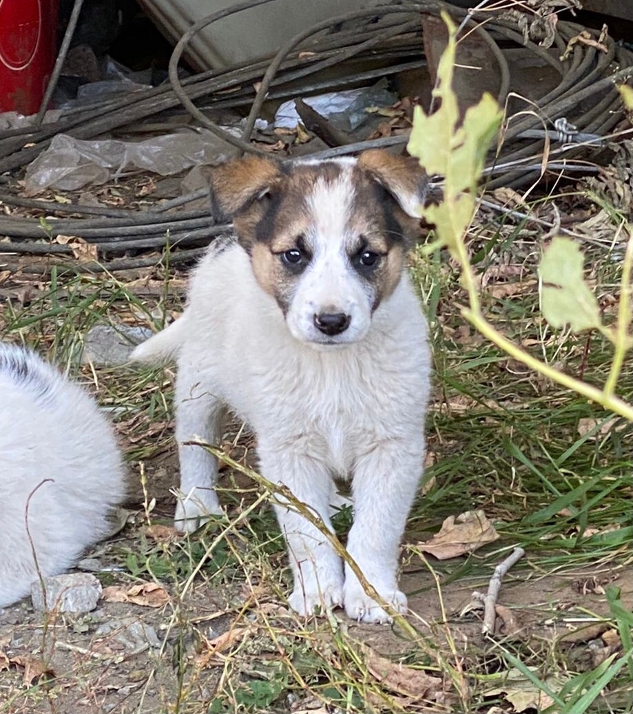 Очаровательный щенок ищет дом Этому