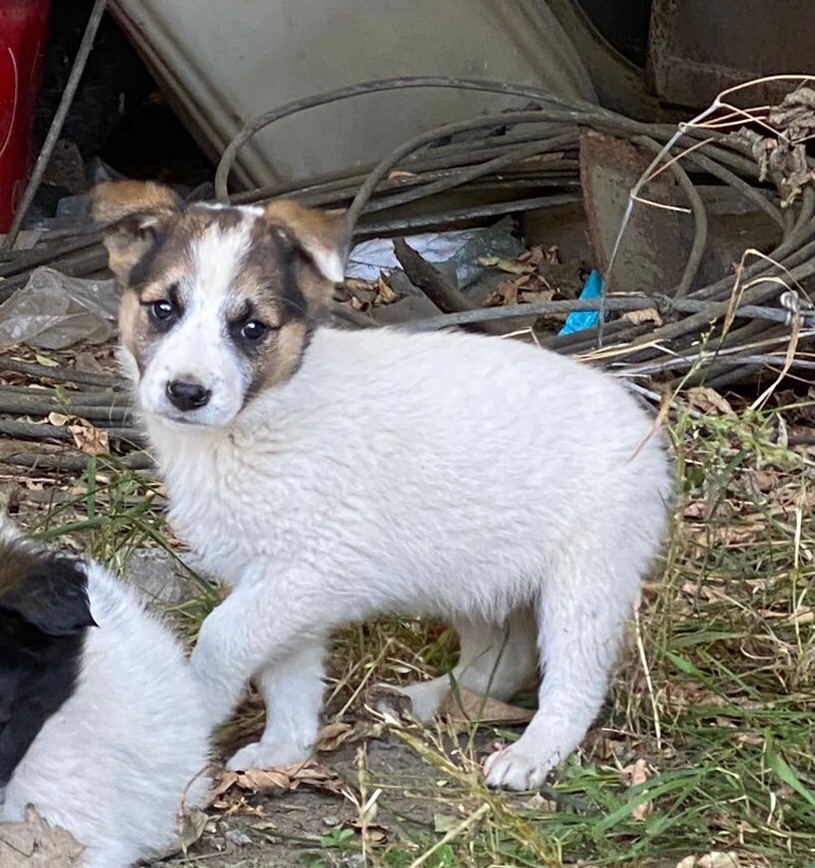 Очаровательный щенок ищет дом Этому (1)