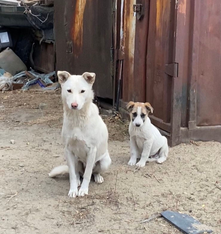 Очаровательный щенок ищет дом Этому (3)