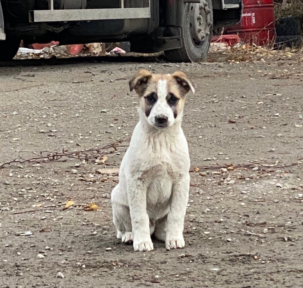 Очаровательный щенок ищет дом Этому (2)
