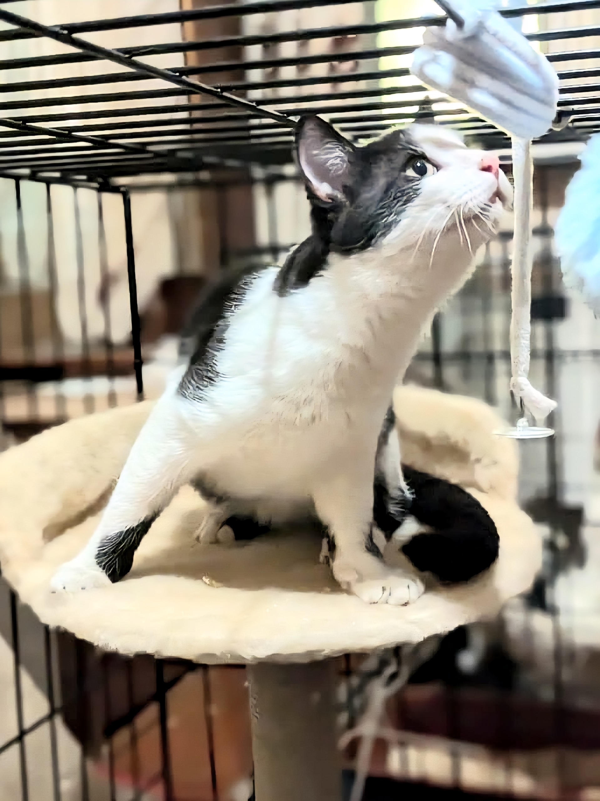 Брюс из Казани ищет дом (1)