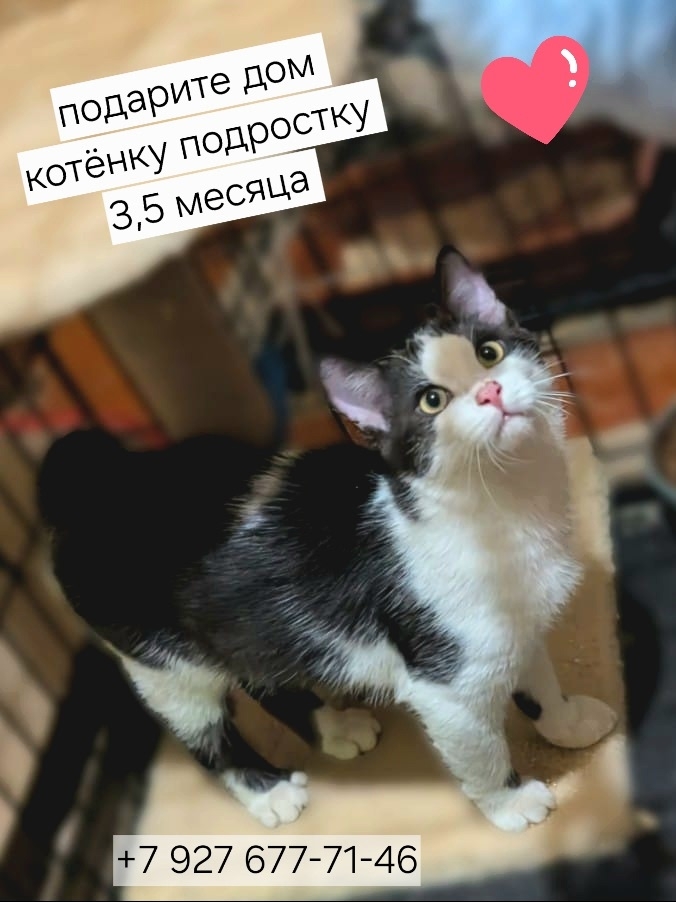 Брюс из Казани ищет дом