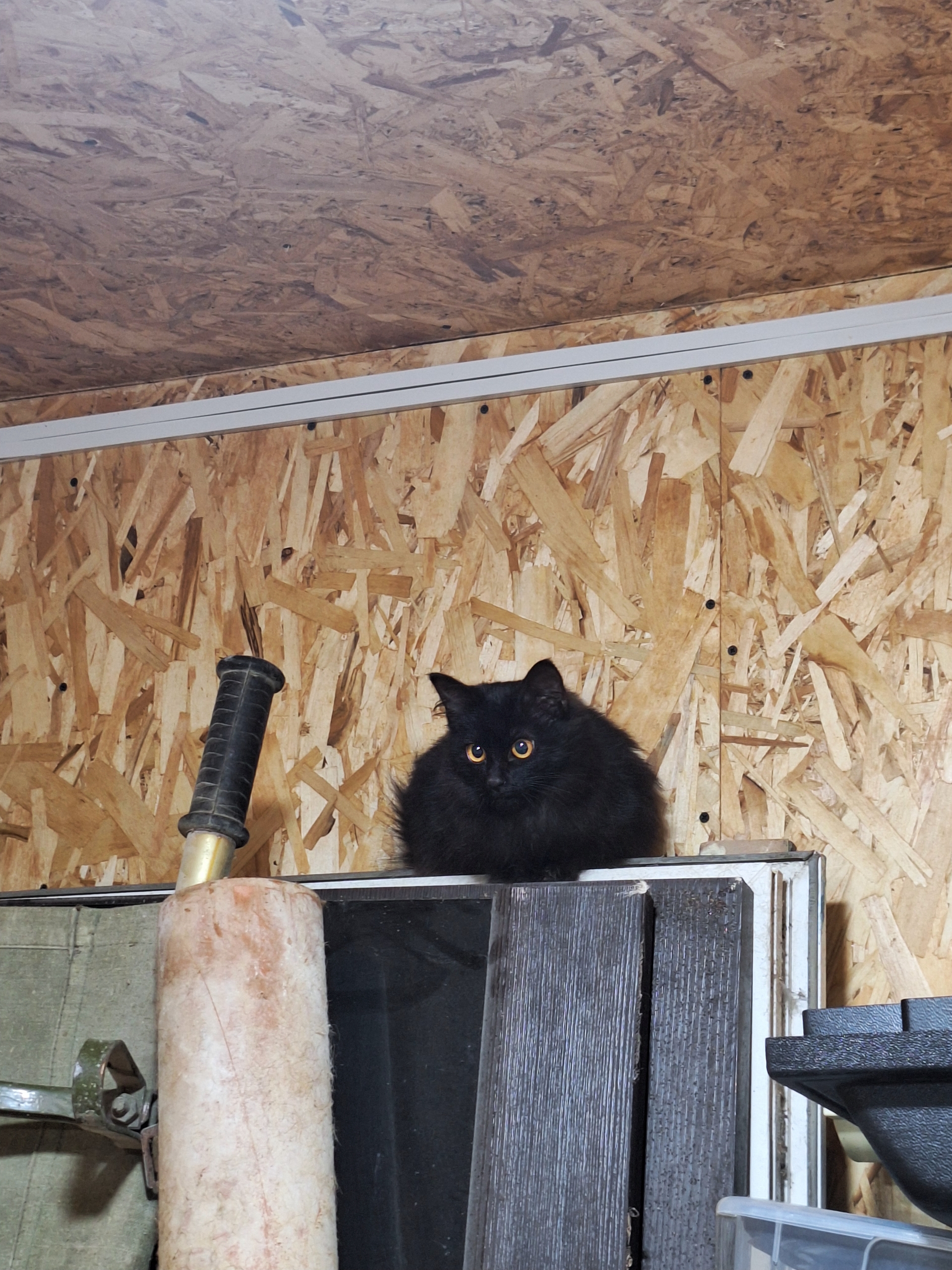 Заберите котенка в семью: Взгляните (5)