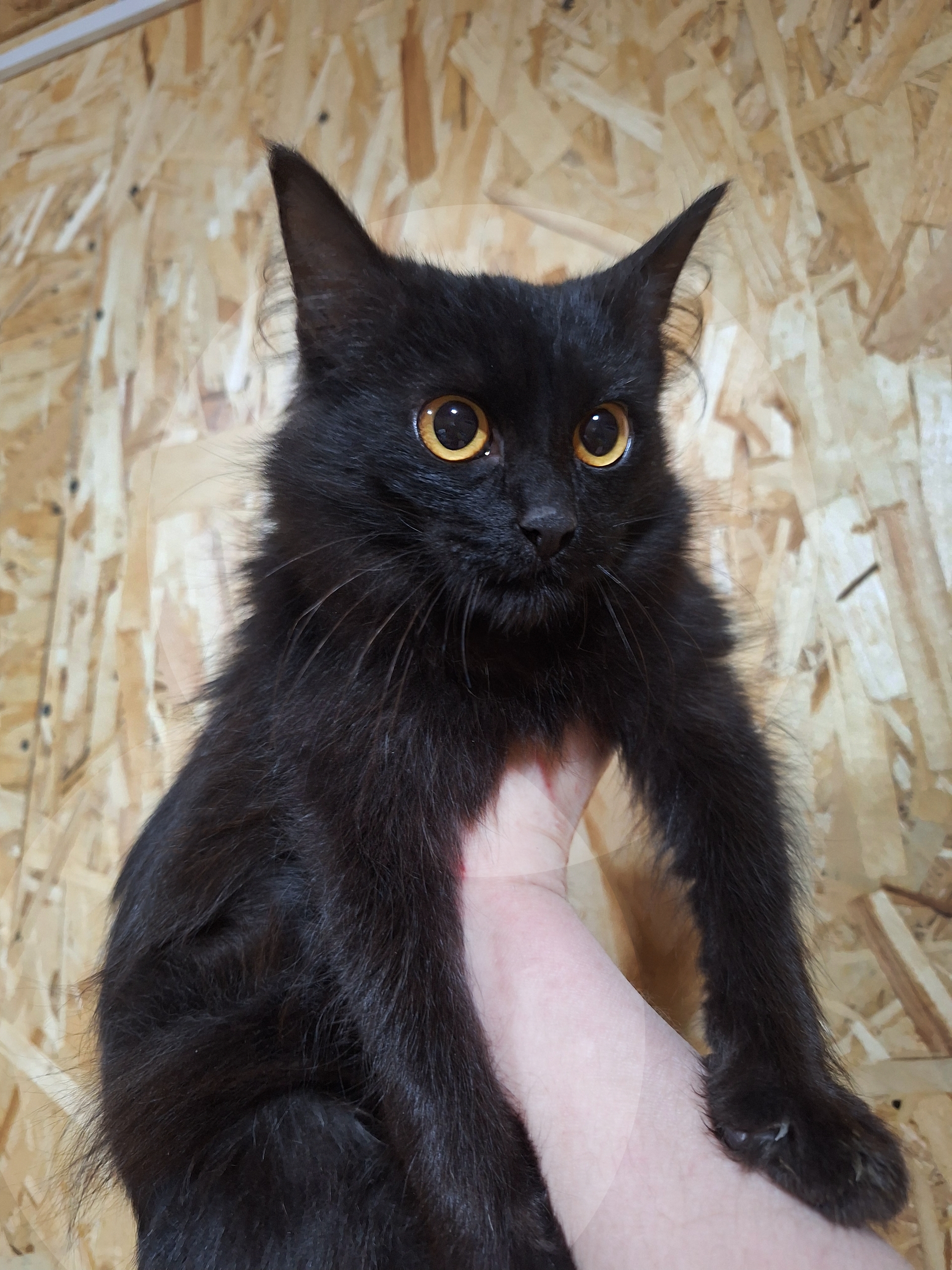 Заберите котенка в семью: Взгляните (3)