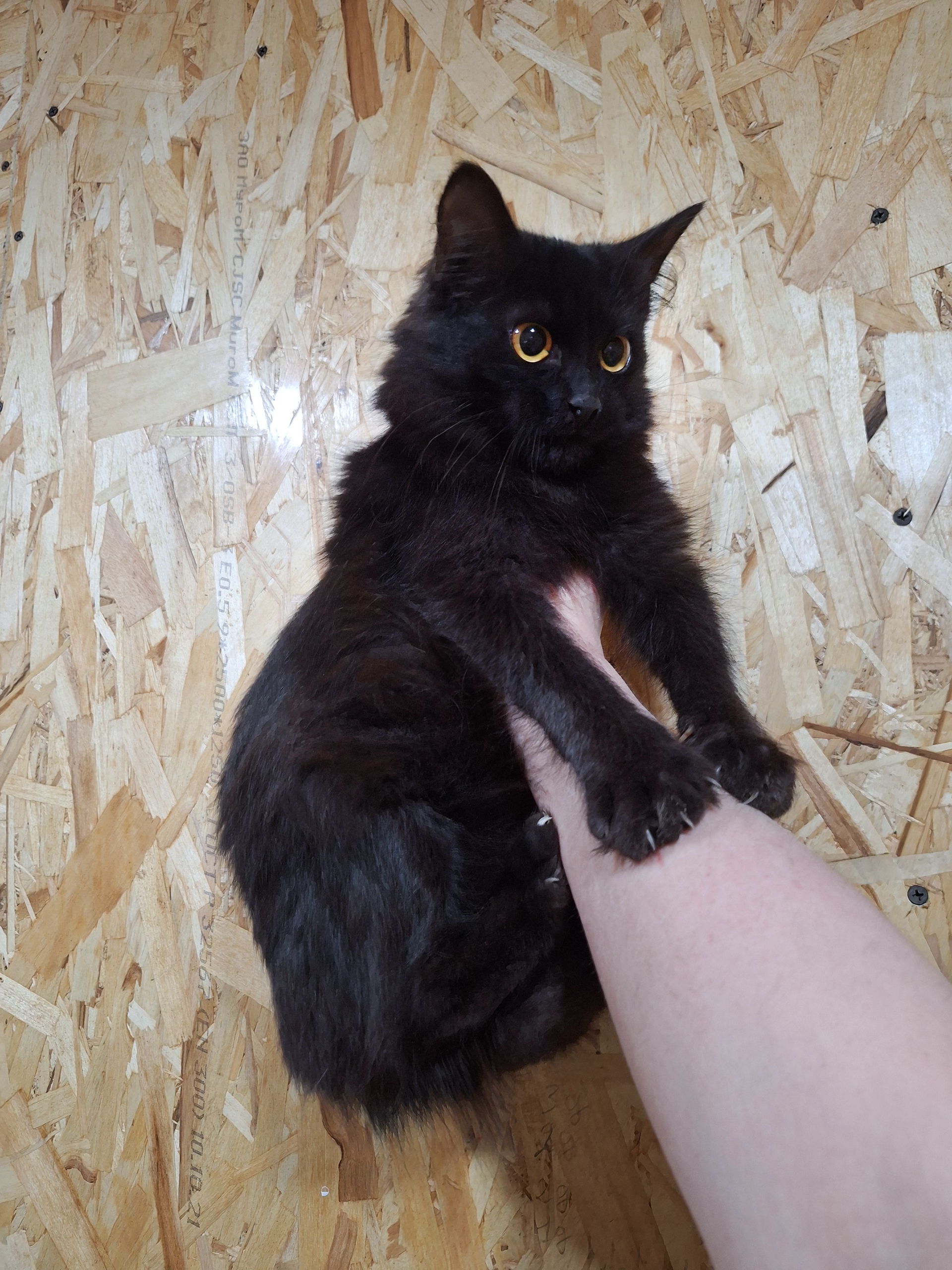 Заберите котенка в семью: Взгляните (2)