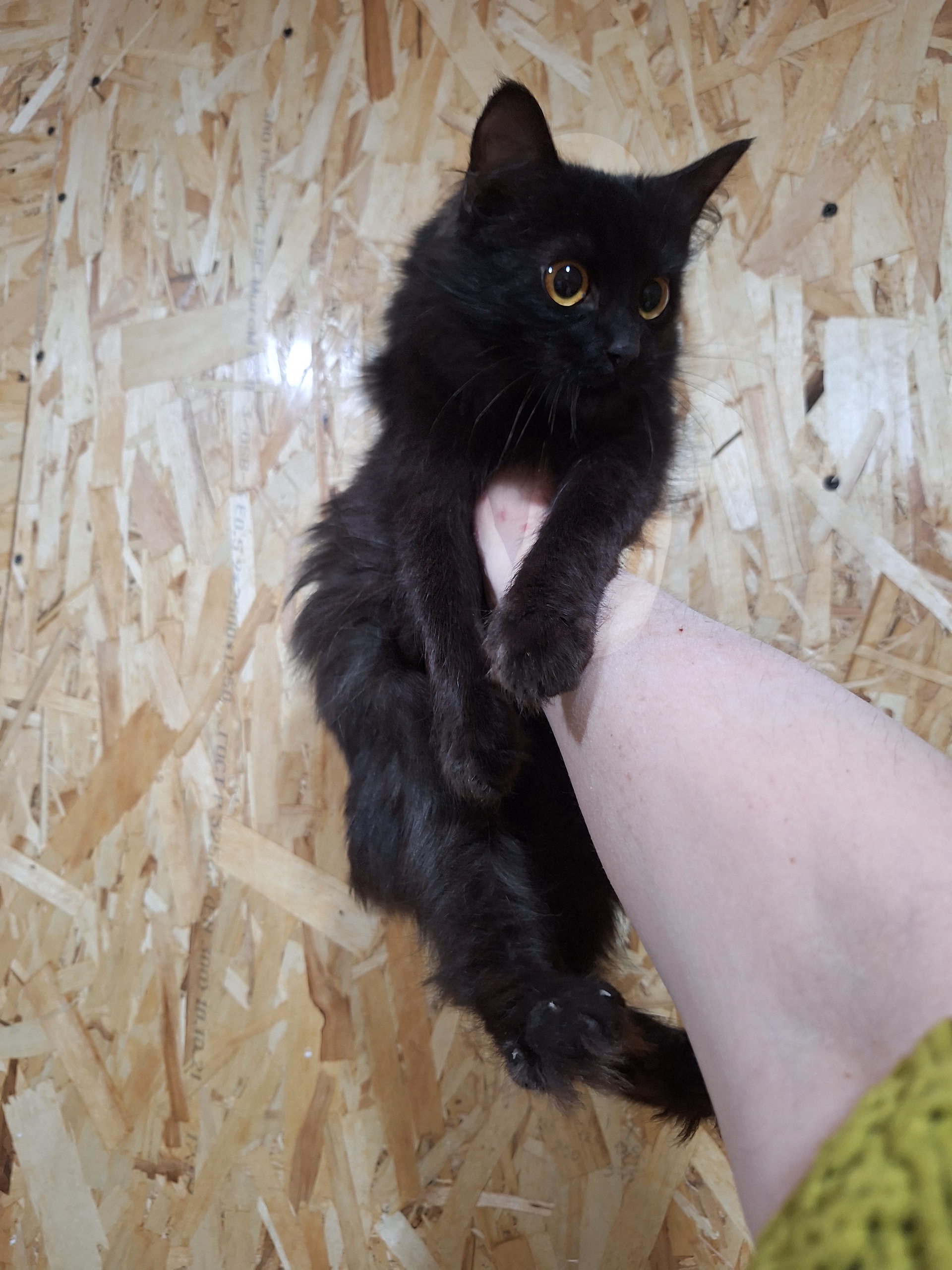 Заберите котенка в семью: Взгляните (1)