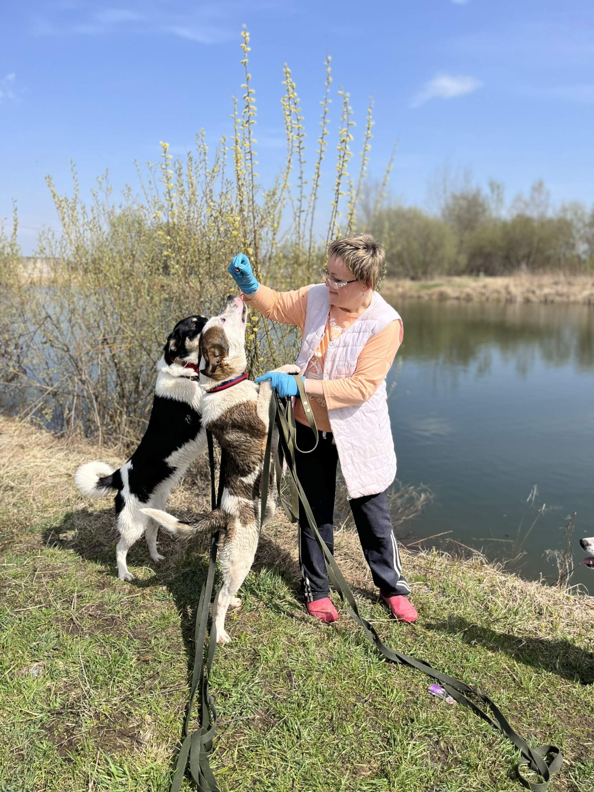 ### Молодой и энергичный пес (7)