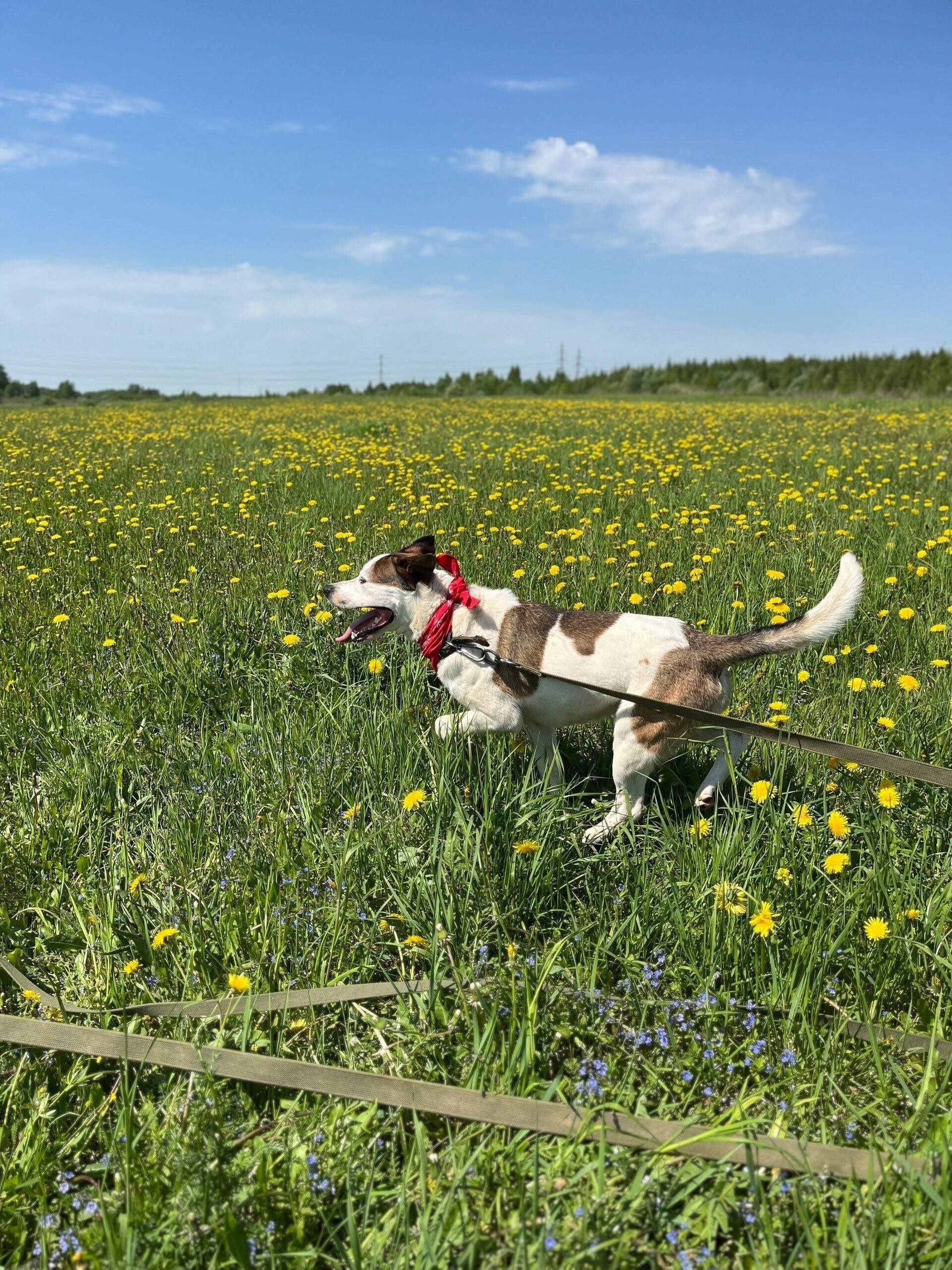 ### Молодой и энергичный пес (6)