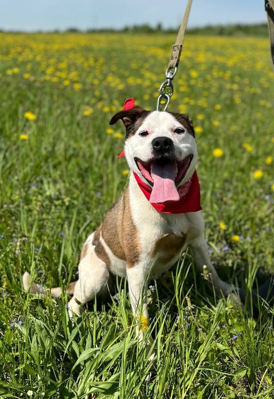 ### Молодой и энергичный пес