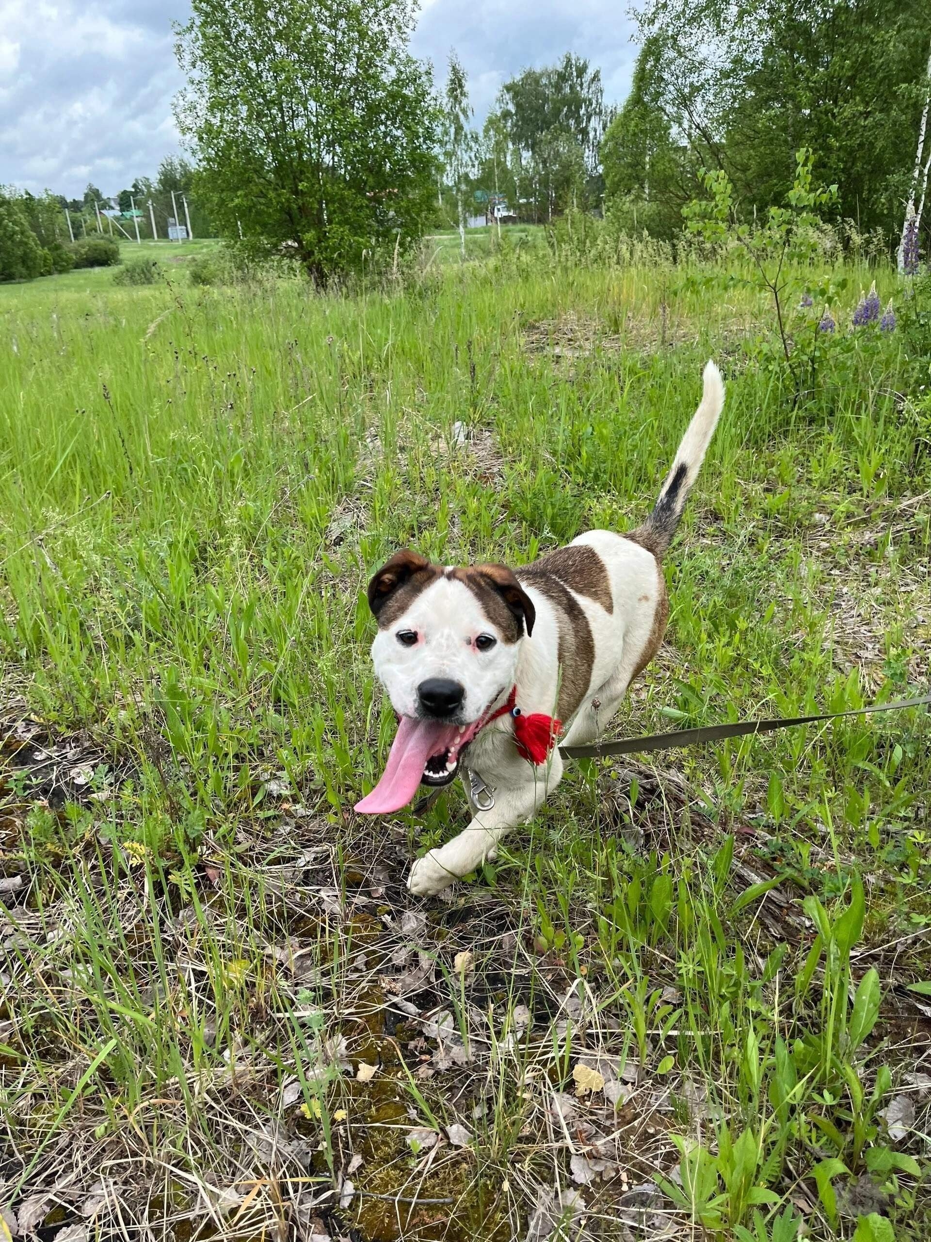 ### Молодой и энергичный пес (3)