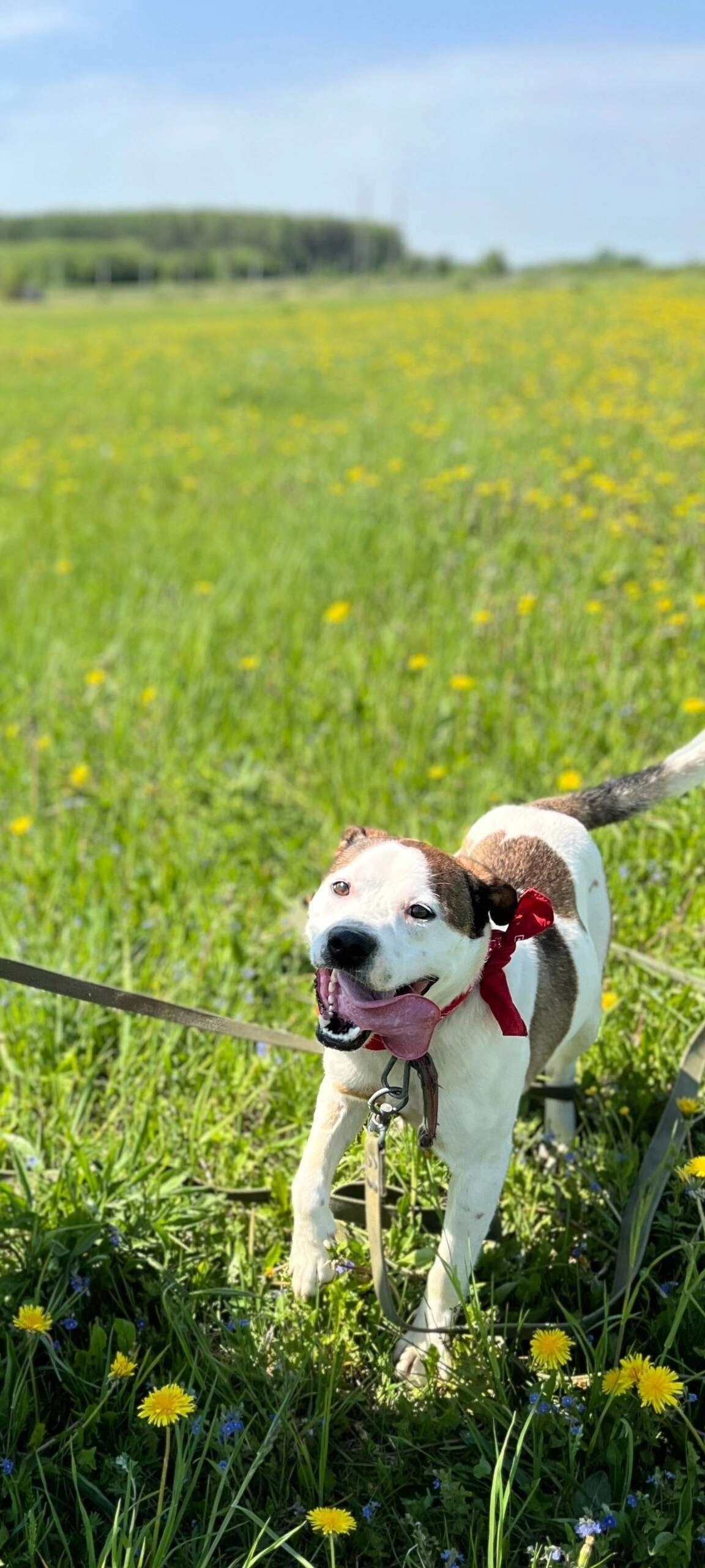 ### Молодой и энергичный пес (2)