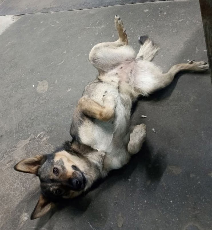 ЛЯЛЯ: Ищу заботливого хозяина Я (4)