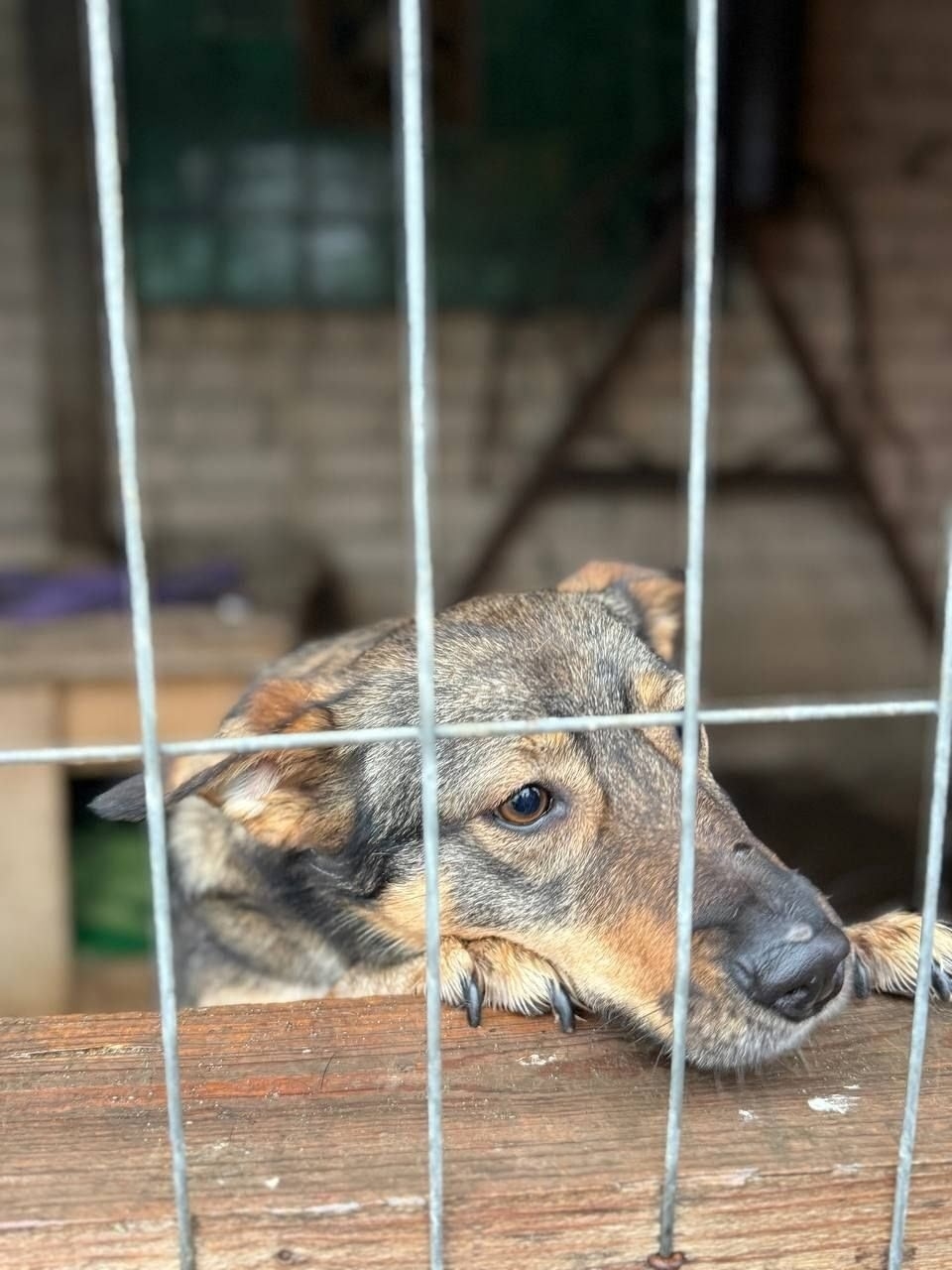 ЛЯЛЯ: Ищу заботливого хозяина Я (3)