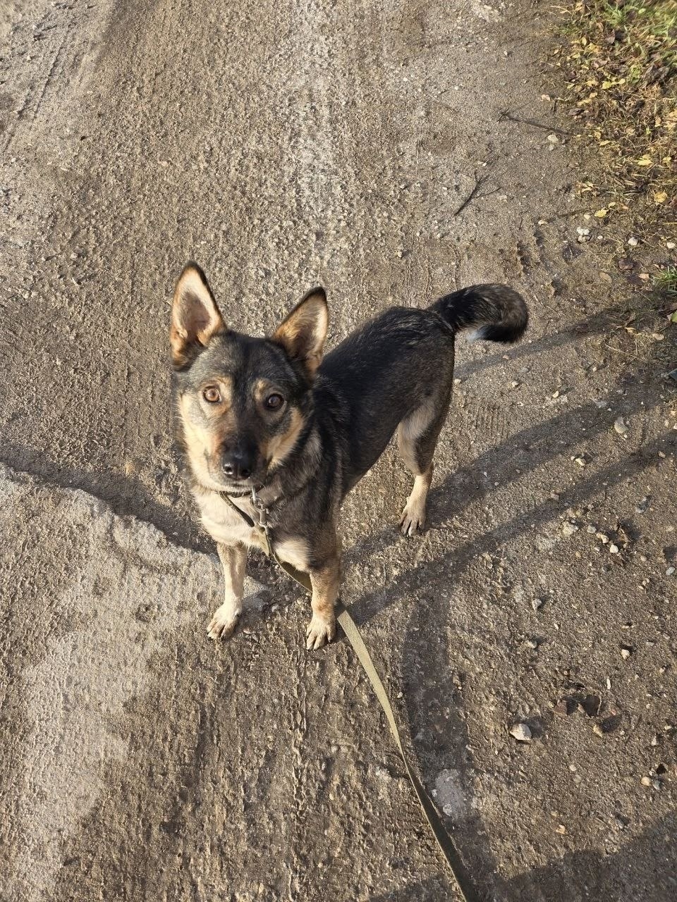 ЛЯЛЯ: Ищу заботливого хозяина Я (2)