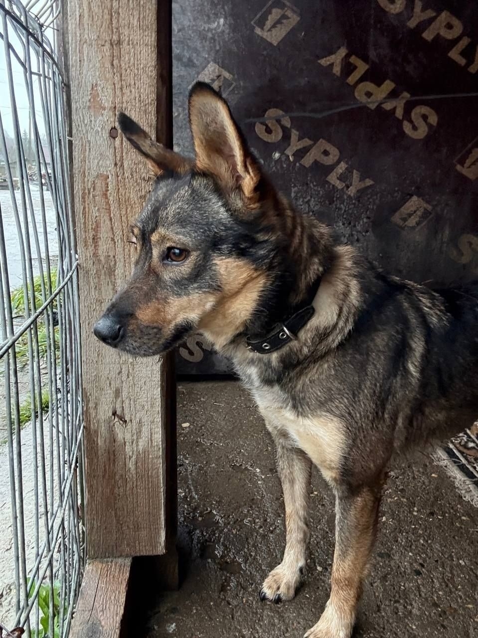 ЛЯЛЯ: Ищу заботливого хозяина Я (6)