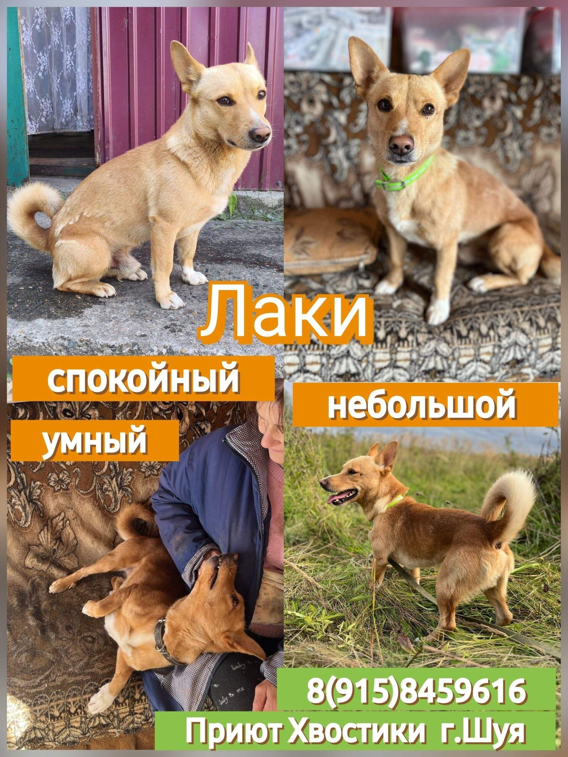 Спасите Лаки: Пёс, ждущий дом