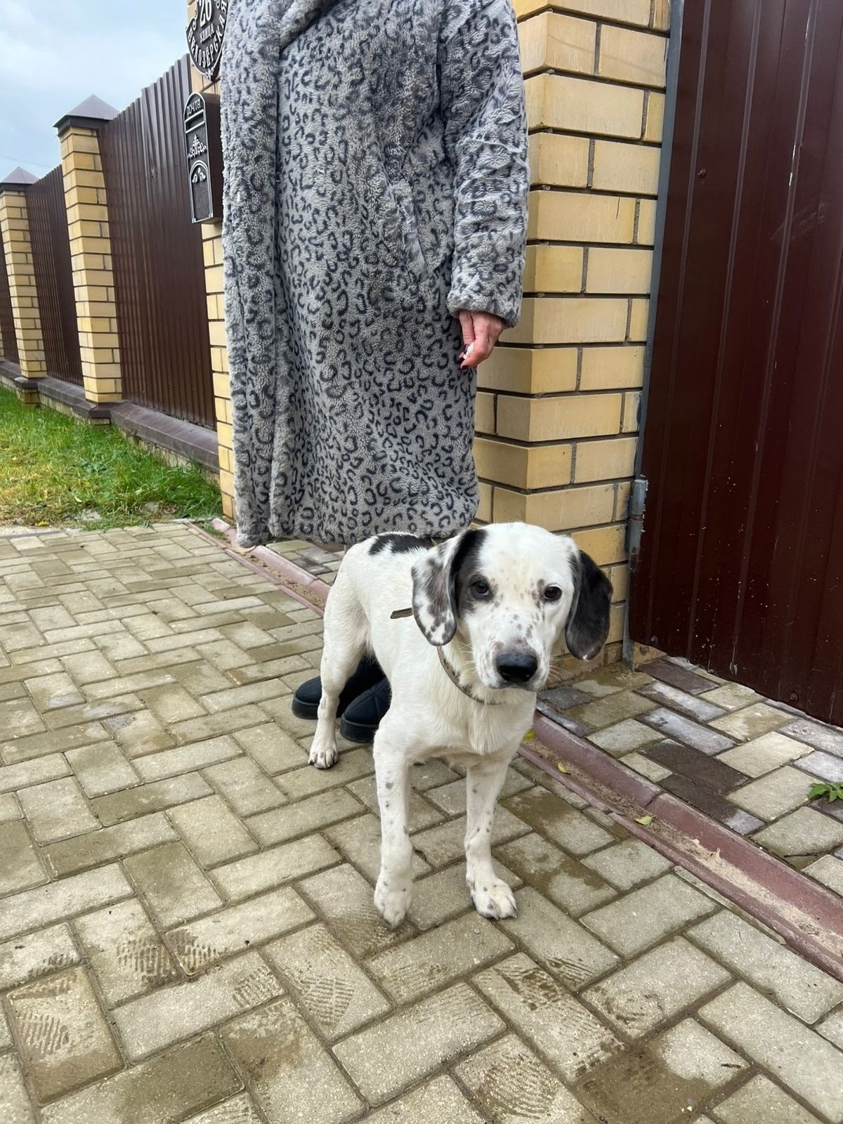 Дружелюбная собака-компаньон ищет семью Находим