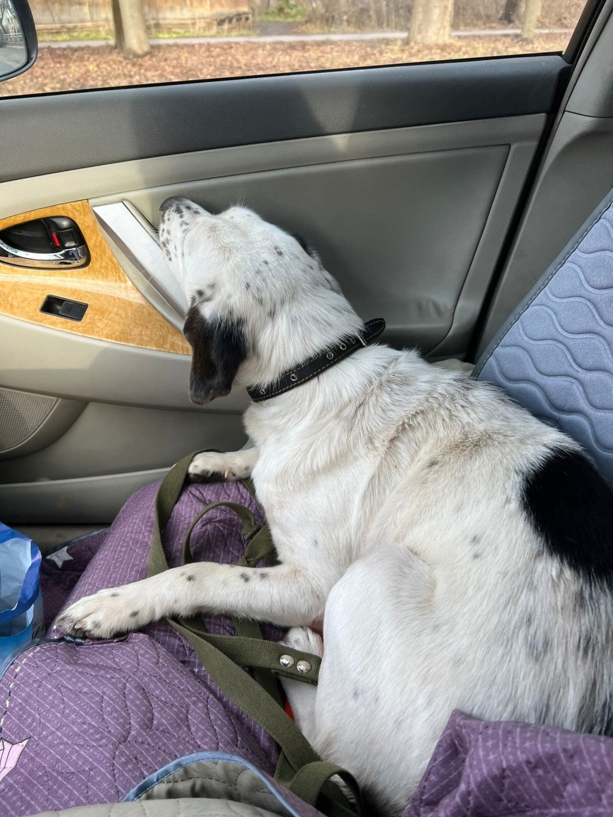 Дружелюбная собака-компаньон ищет семью Находим (1)