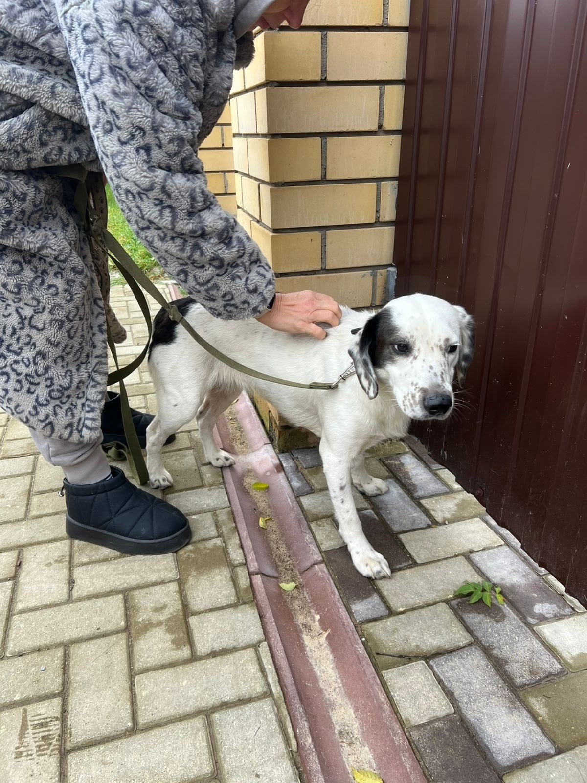 Дружелюбная собака-компаньон ищет семью Находим (3)
