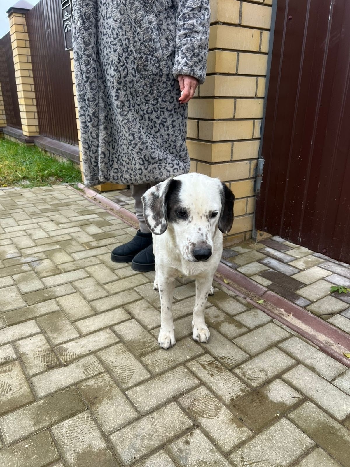 Дружелюбная собака-компаньон ищет семью Находим (4)