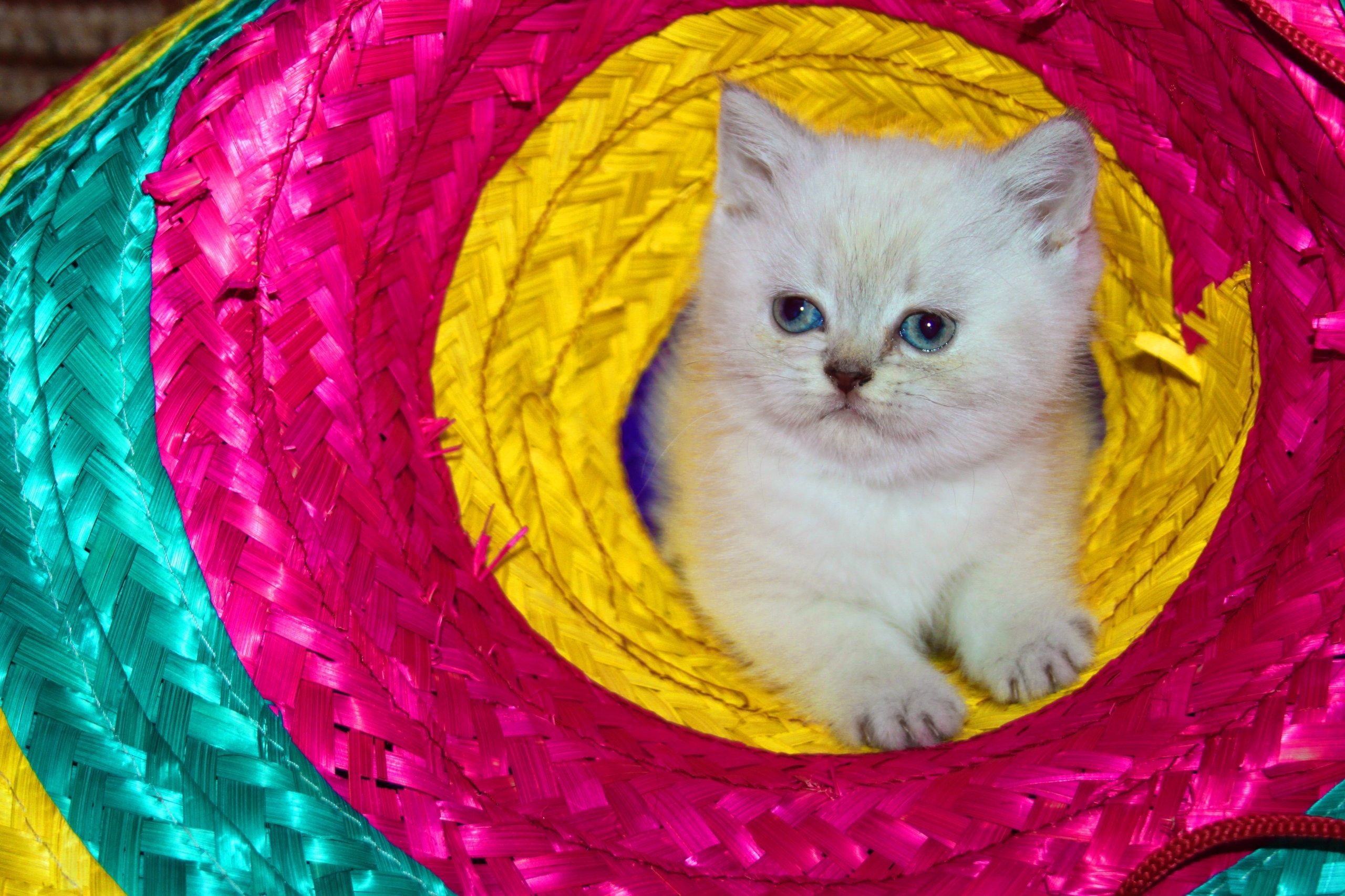 Чистокровные шотландские котята в Макеевке (5)