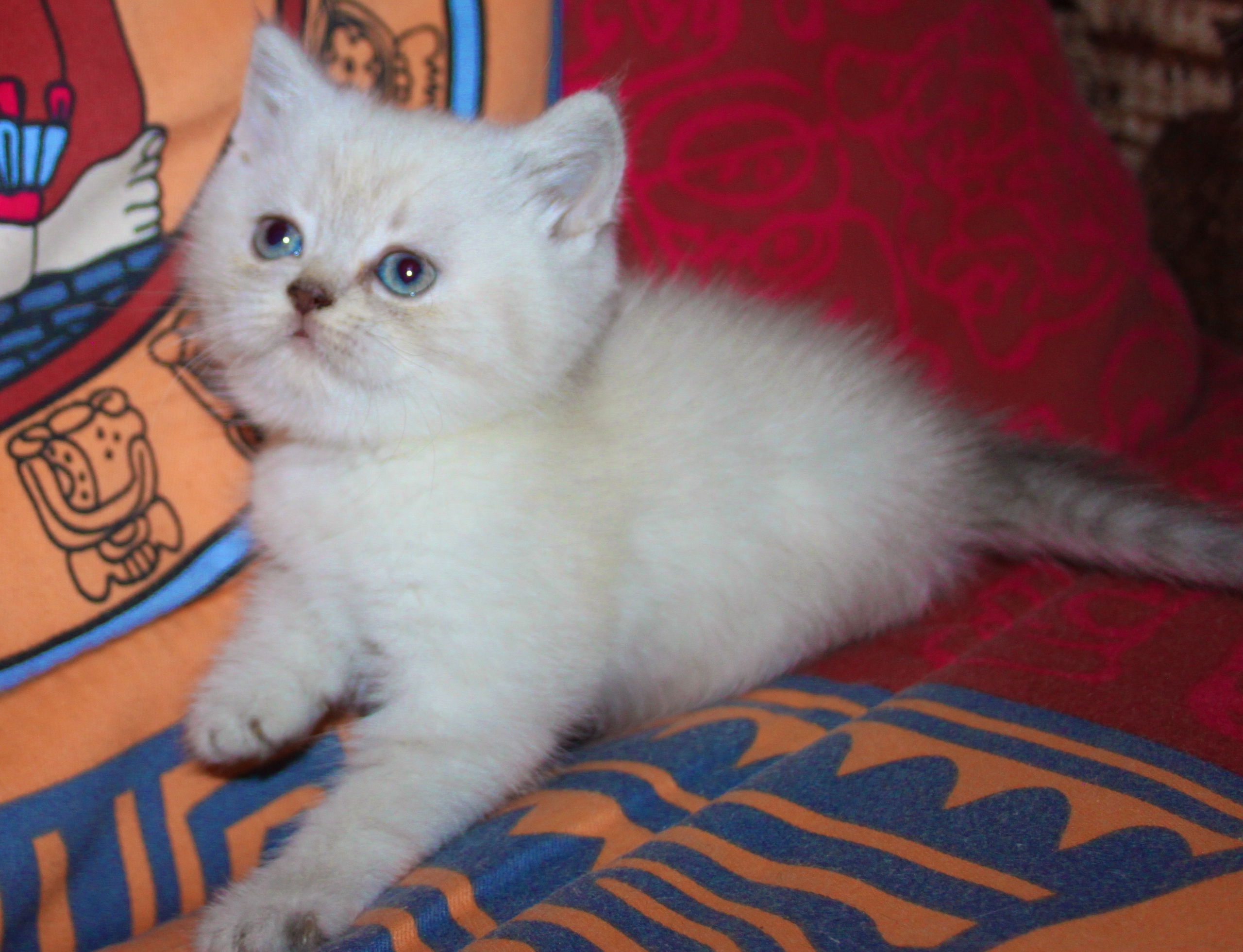 Чистокровные шотландские котята в Макеевке (2)