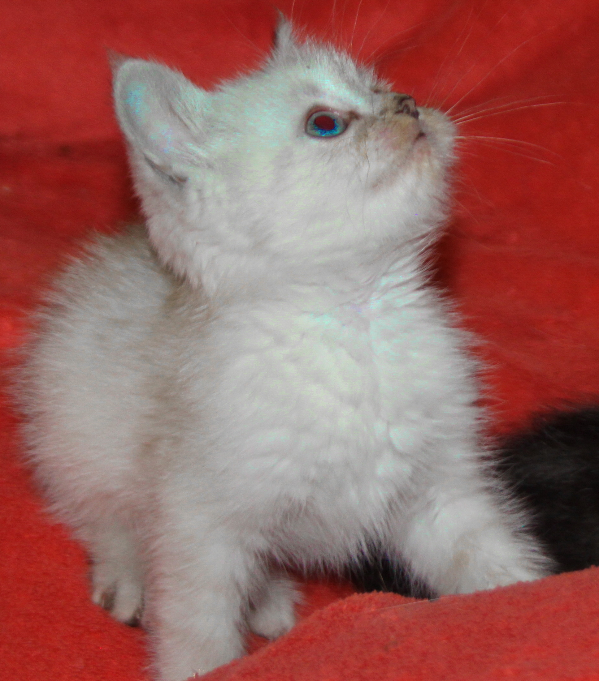 Чистокровные шотландские котята в Макеевке (1)