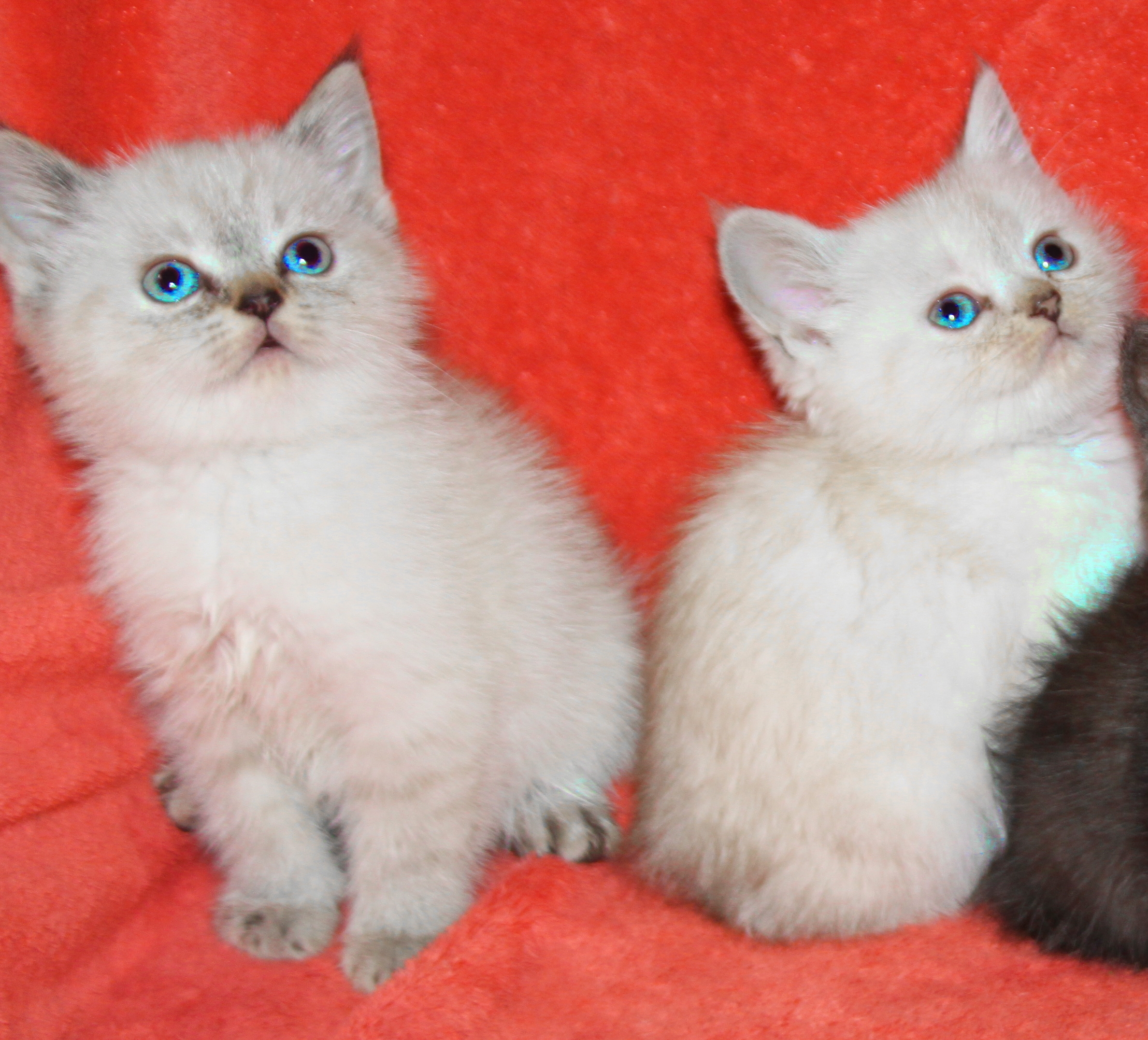 Чистокровные шотландские котята в Макеевке