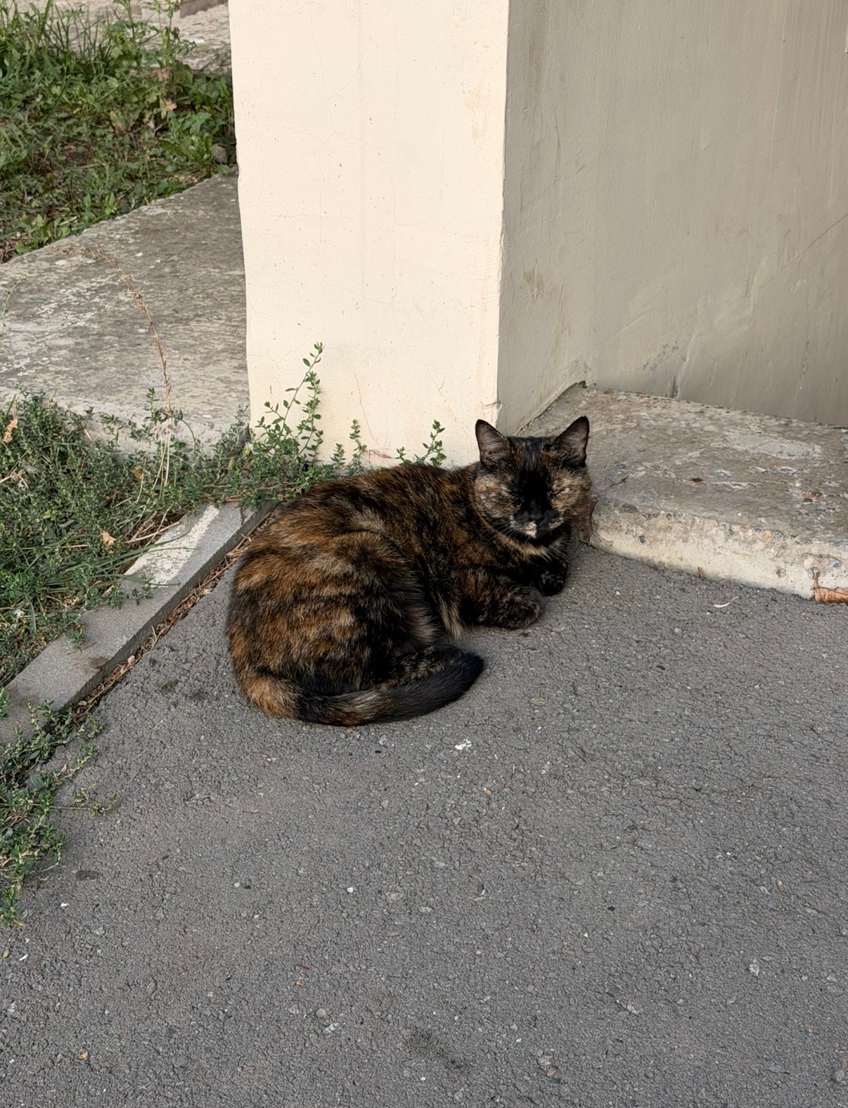 Ростов-на-Дону, Суворовский: кошка ищет дом. (3)