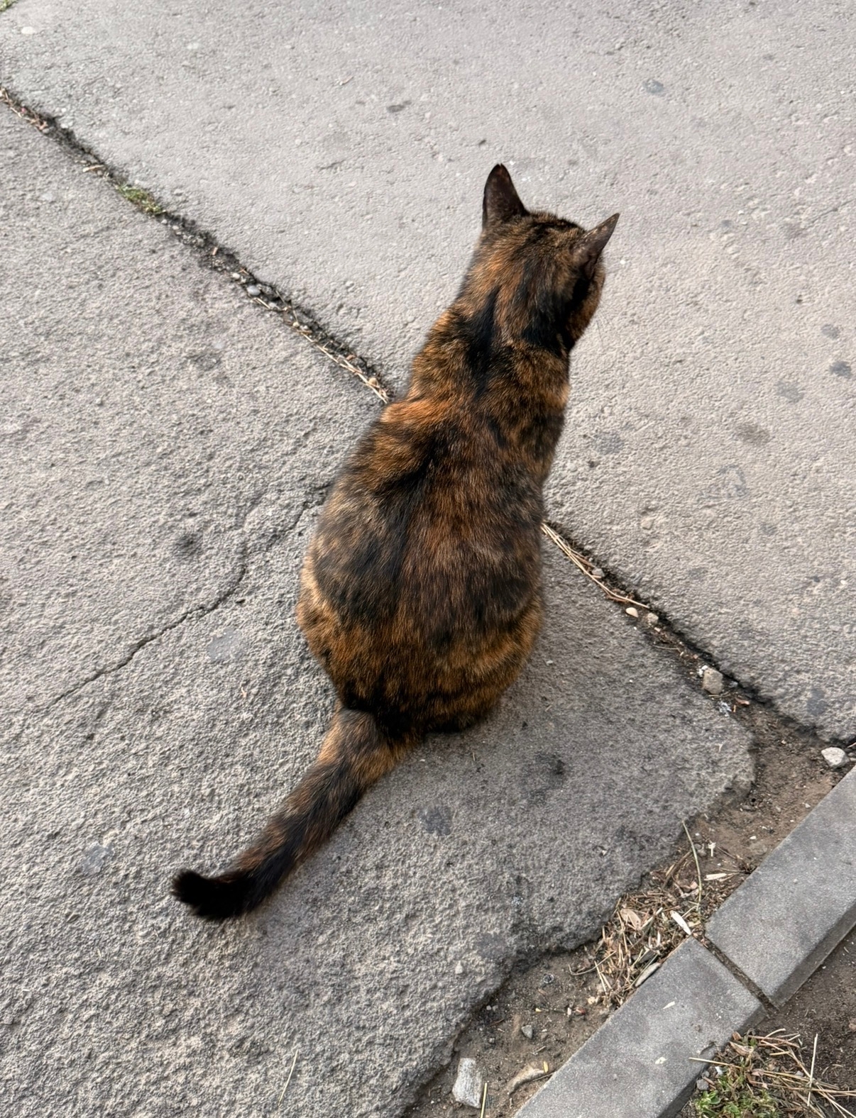 Ростов-на-Дону, Суворовский: кошка ищет дом. (2)