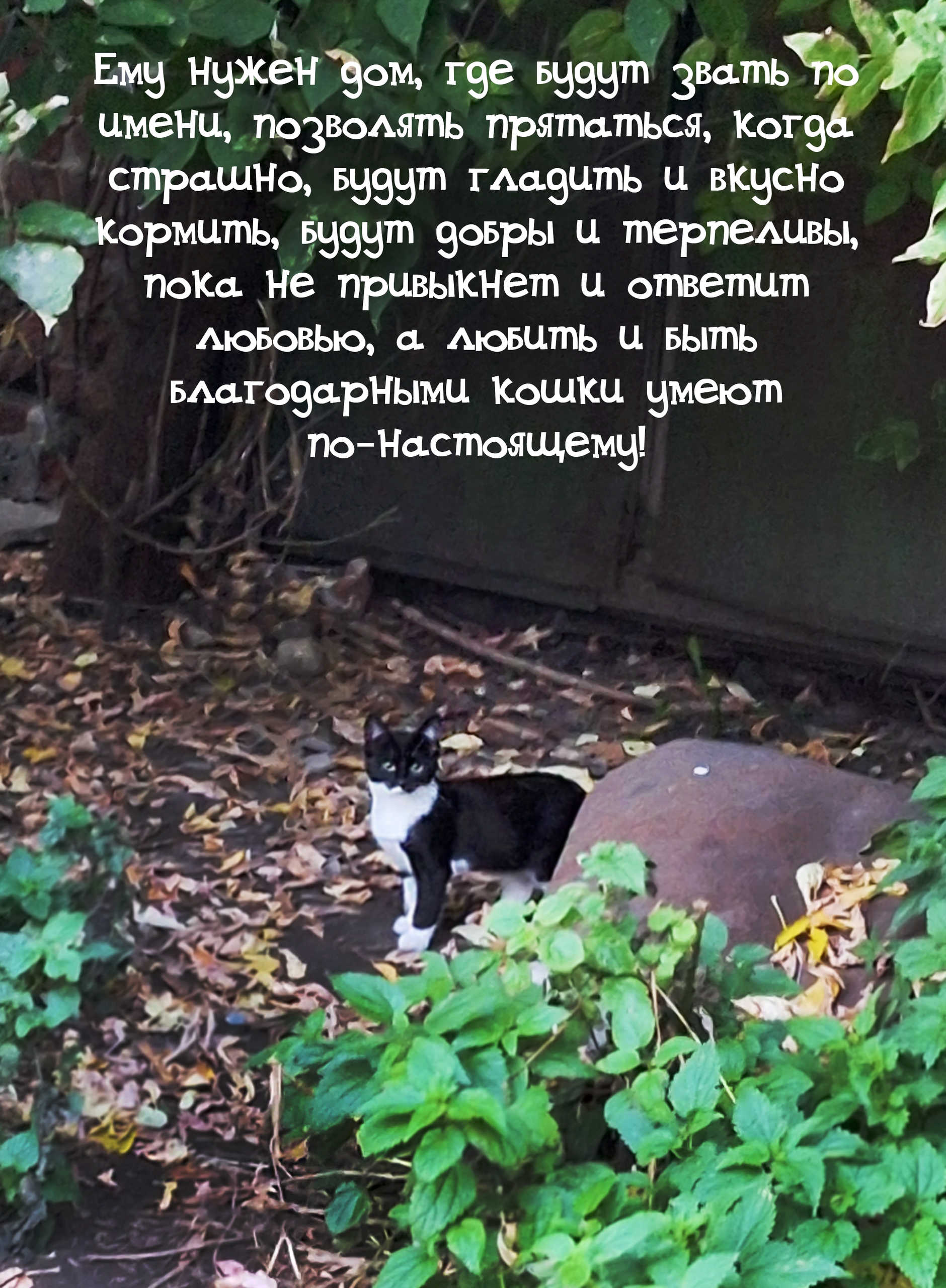 Котенку девочке нужна помощь срочно (6)