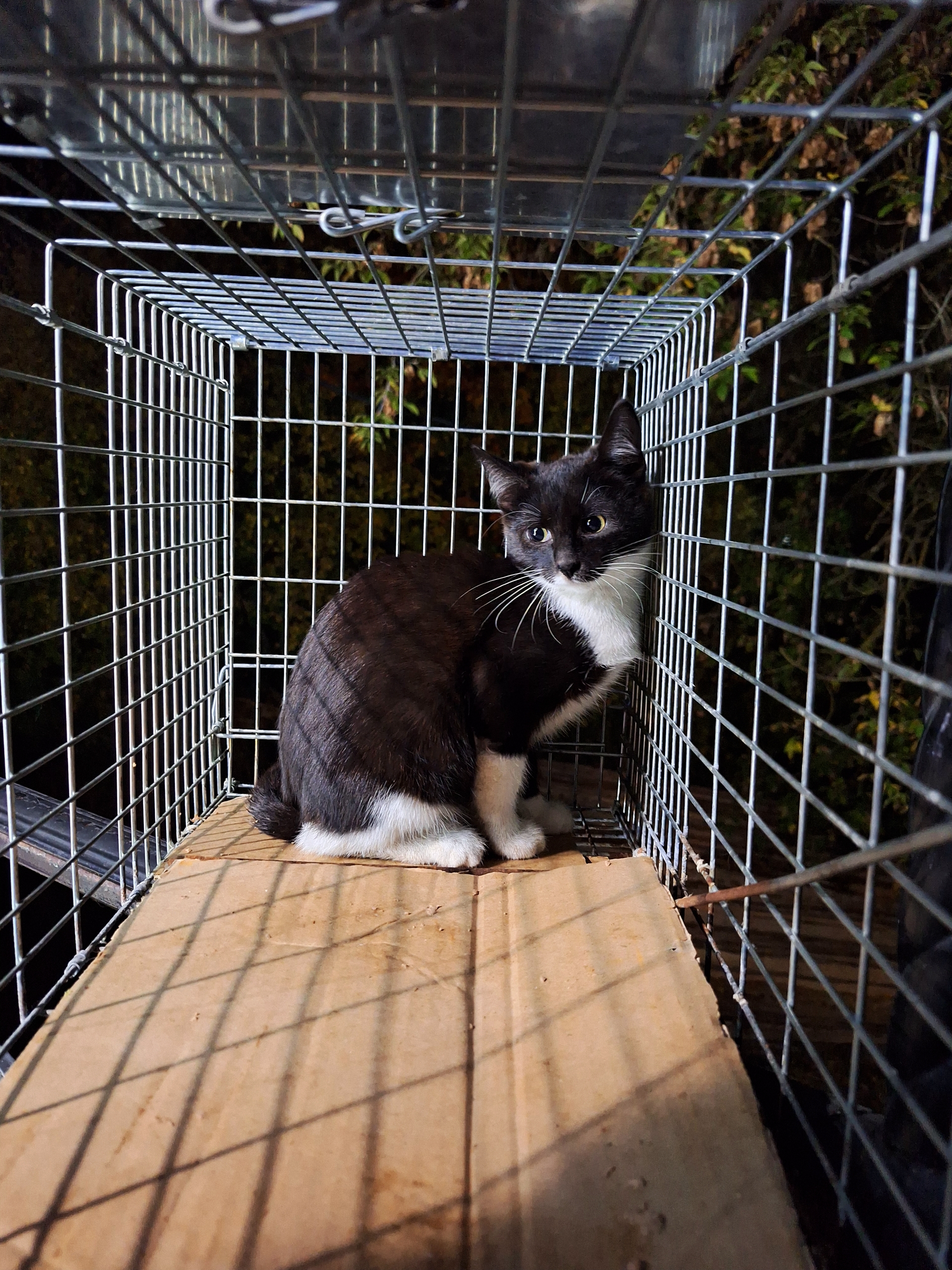 Котенку девочке нужна помощь срочно (4)