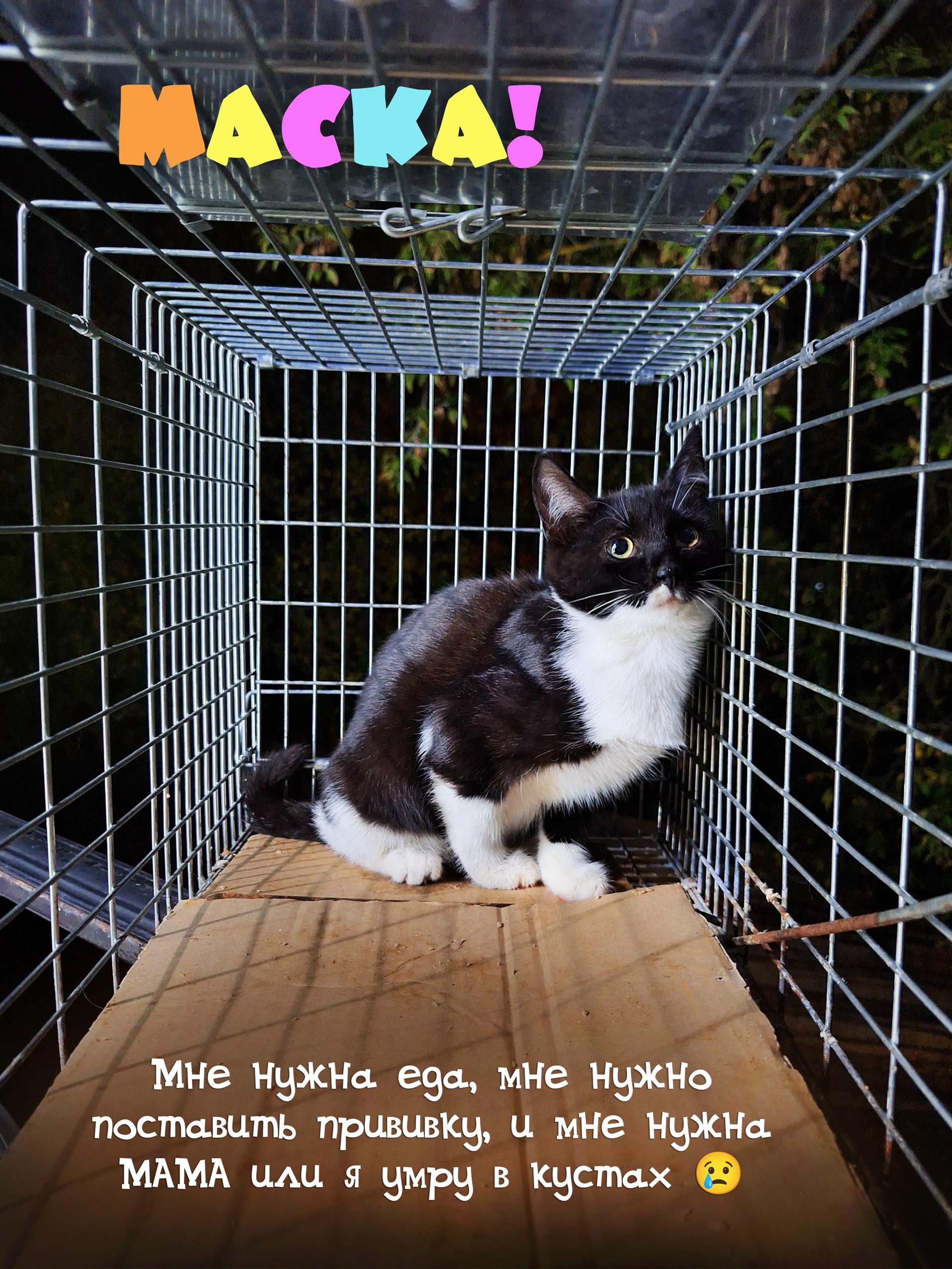 Котенку девочке нужна помощь срочно