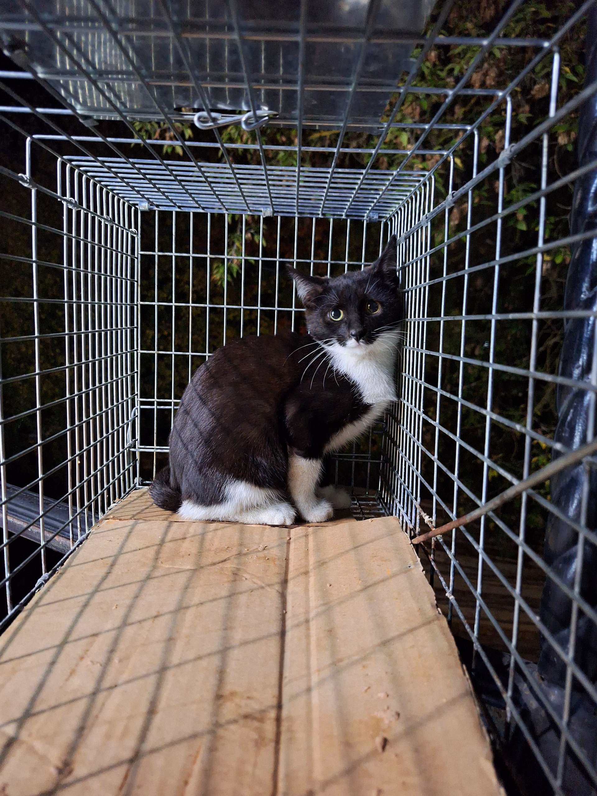 Котенку девочке нужна помощь срочно (2)