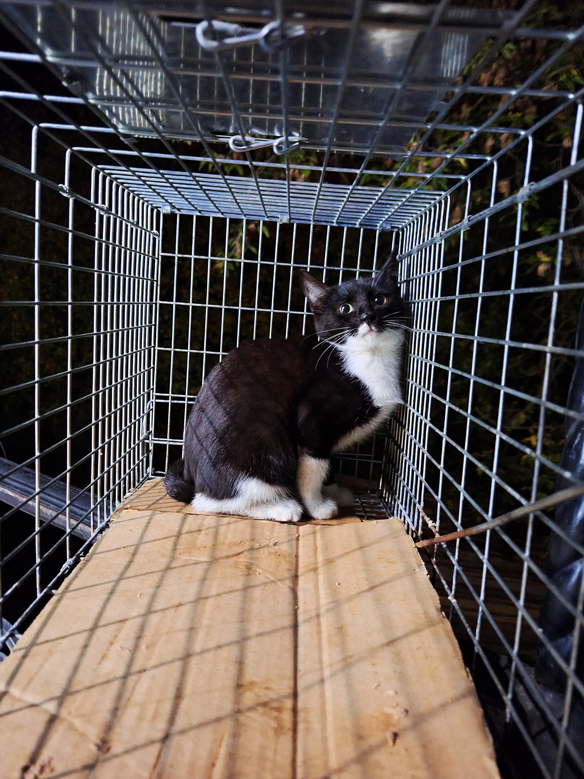 Котенку девочке нужна помощь срочно (5)