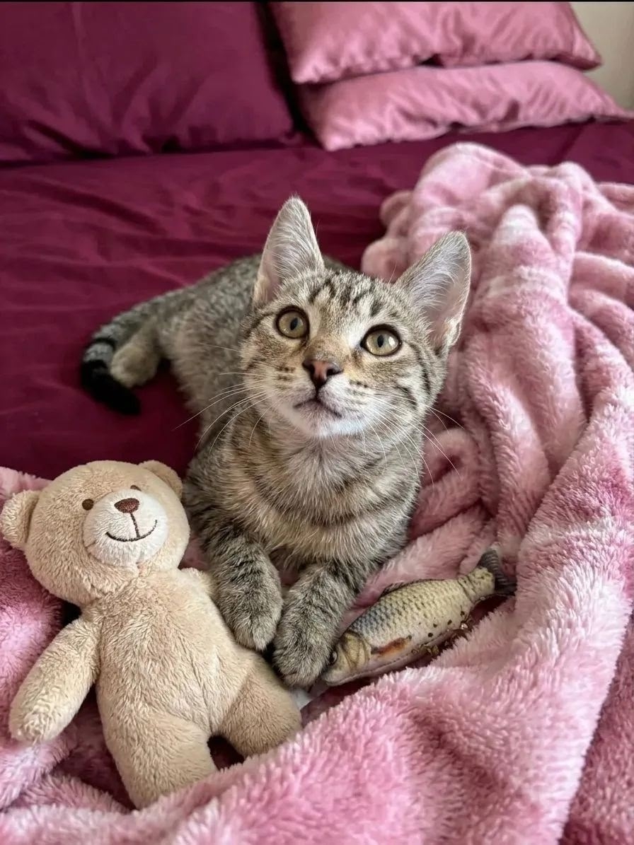 Котенок-подросток ищет дом в Казани.