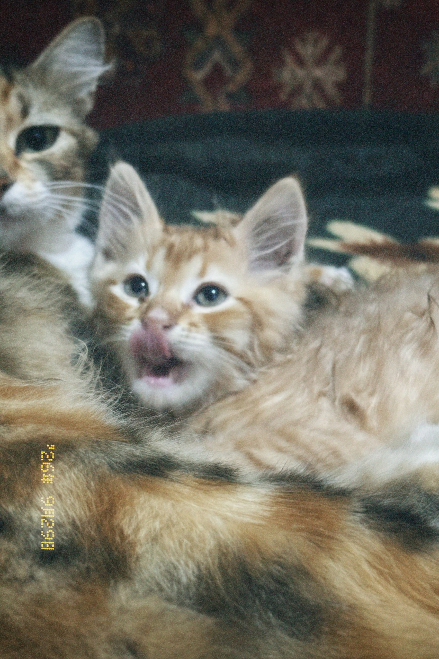 Отдам котят в добрые руки! (2)