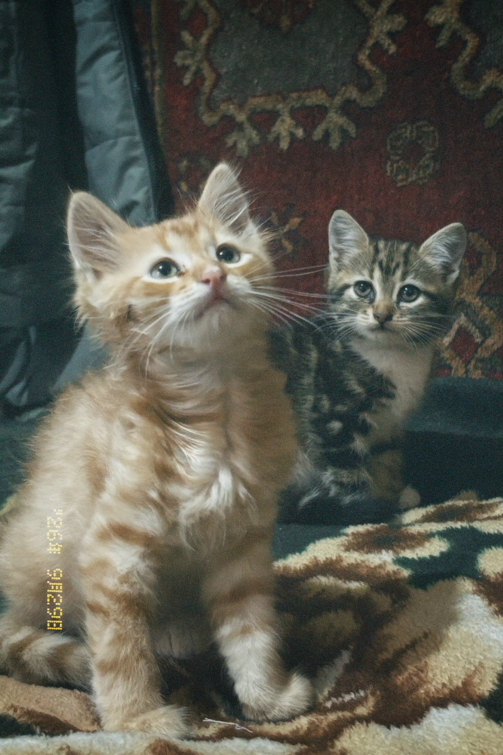 Отдам котят в добрые руки!