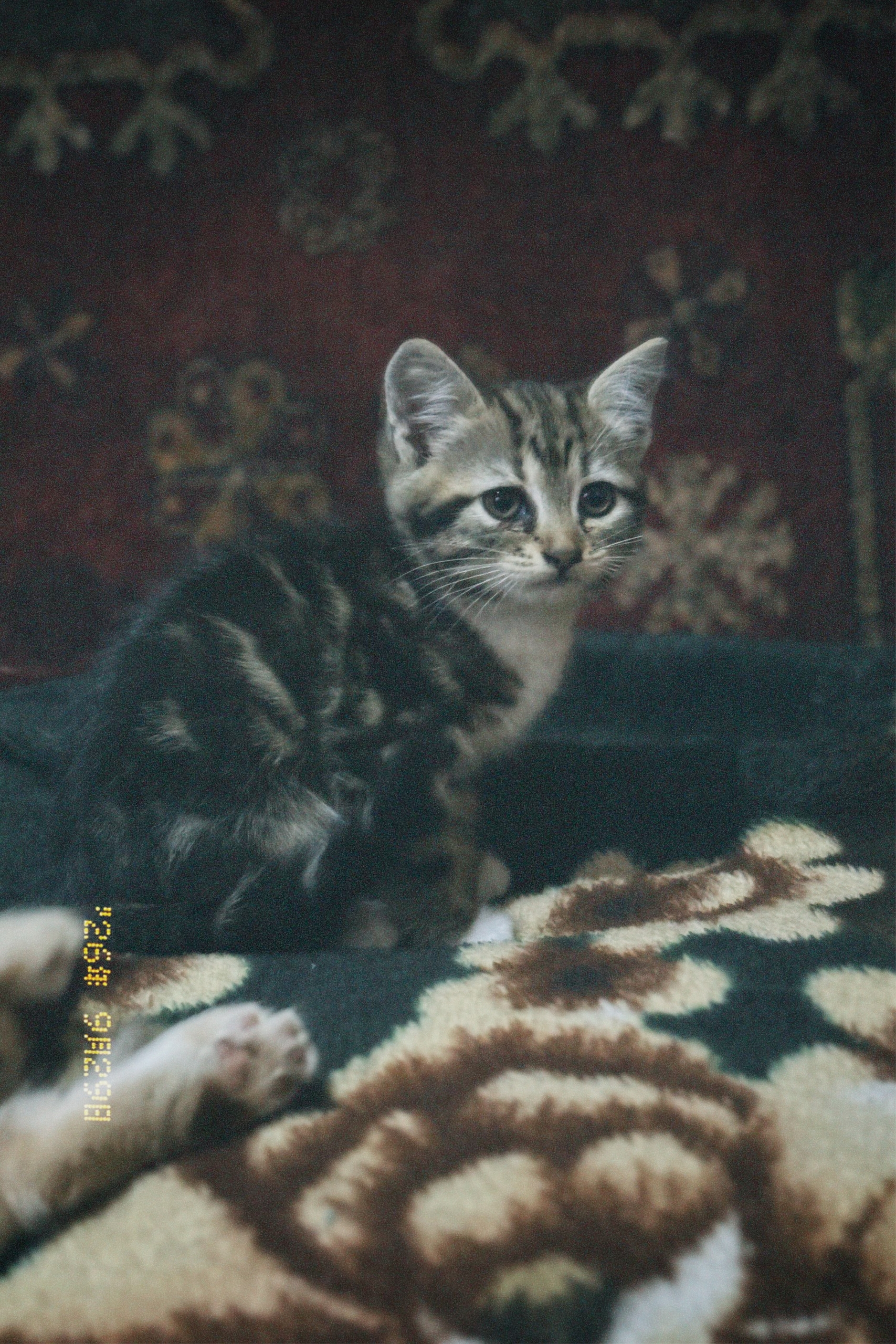 Отдам котят в добрые руки! (3)
