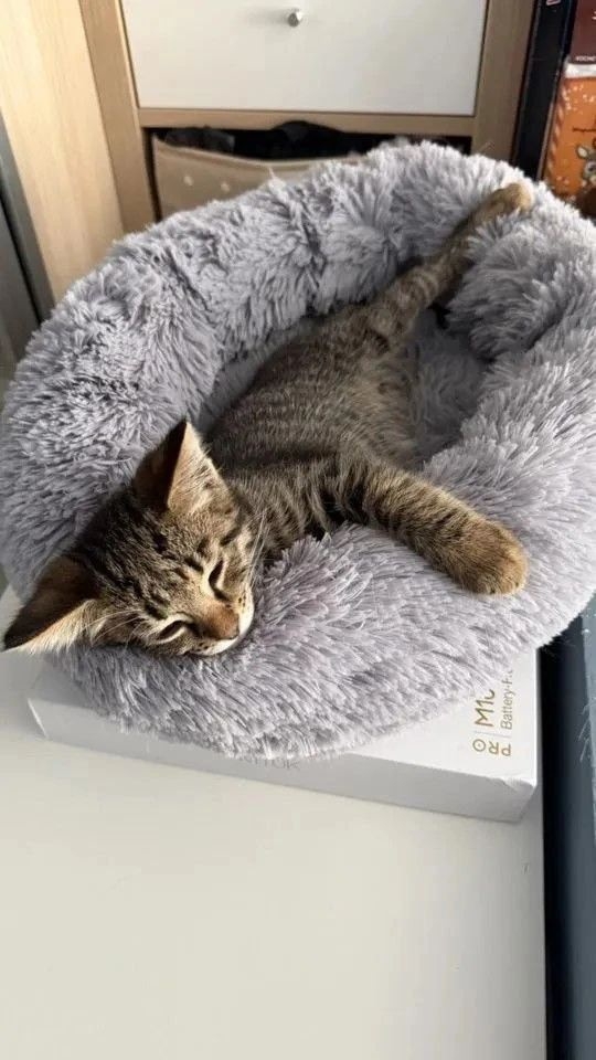 Котенок девочка 4 месяца пристраивается. (2)