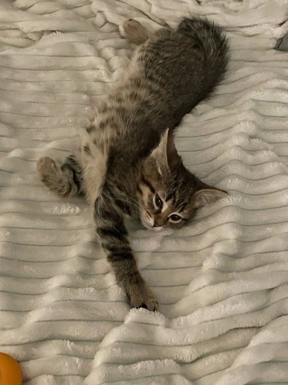 Котенок девочка 4 месяца пристраивается.